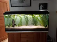 Aquarium.webp