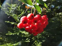 DSCF1819.webp