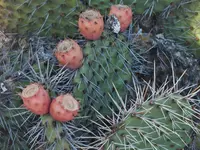 DSCF1821.webp
