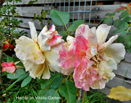 Herbst 7.webp