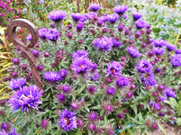 Herbst 2.webp