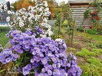 Herbst 3.webp