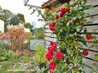 Herbst 4.webp