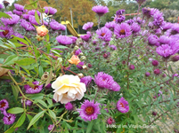 Herbst 5.webp