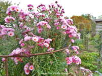 Herbst 9.webp