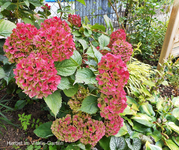 Herbst 8.webp