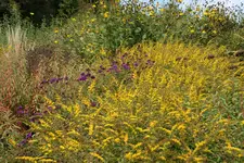035.webp