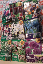 Blumenzwiebel.webp