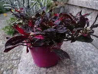 Herbstzauber_00002_Bildgröße ändern.webp