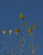 IMG_0268s.webp