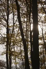 IMG_1190a.webp