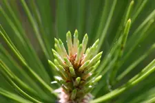 IMG_2960e.webp