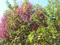 DSCF1827.JPG