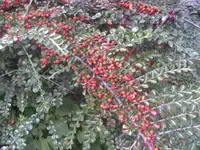 BILD0715.webp