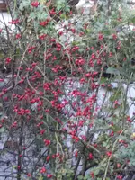 BILD0716.webp
