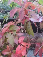 BILD0739.webp