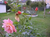 Rosen_Herbst (1).webp