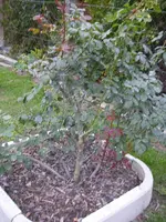 Rosen_Herbst (2).webp