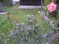 Rosen_Herbst (3).webp
