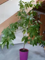 MadeiraBaum1.webp