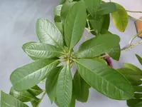 MadeiraBaum2.webp