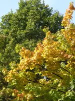 P1100974Ahorn.JPG