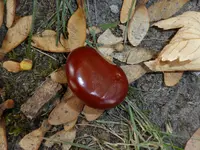 P1100976Rosskastanie.webp