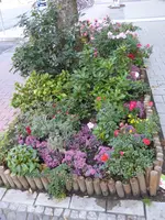 P1100980Straßenbeet.JPG
