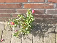 P1100983Löwenmäulchen.webp