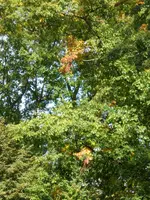 P1100994Eichenfärbung.webp