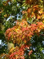 P1100995Eichenfärbung.webp