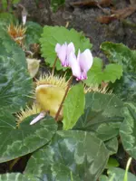 P1100998Alpenveilchen.webp