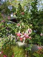 P1100999Fuchsie.webp