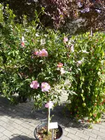 P1110006Sasanqua-Kamelie.webp