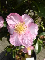 P1110007Sasanqua-Kamelie.webp