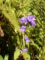 P1110016Glockenblume.JPG
