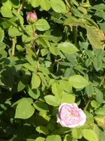 P1110018Rose von Münster.webp