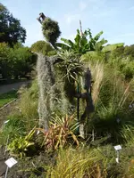 P1110020Epiphyten.webp