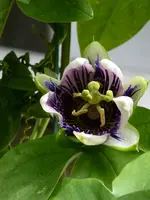 P1110024Pépin.webp