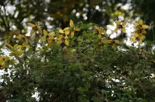 DSC07077.webp