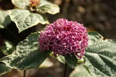 DSC07080.webp