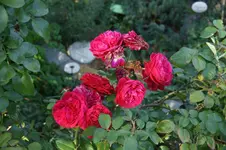 DSC07085.webp