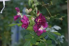 DSC07089.webp