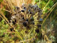 DSCF1851.webp
