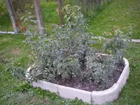 Rosen_Herbst (4).webp