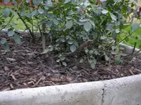 Rosen_Herbst (6).webp