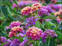 c035.webp