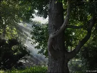 c038.webp