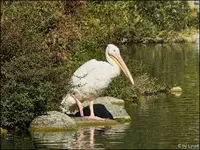 c040.webp