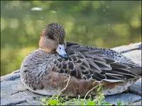 c042.webp